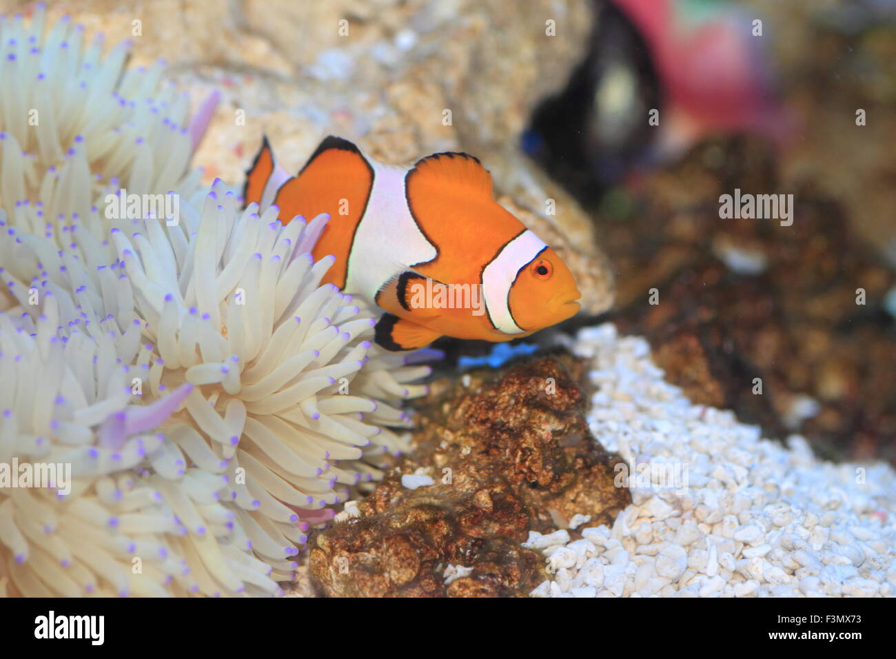 Ocellaris clownfish o clownfish comune o False percula clownfish (Amphiprion ocellaris) in Giappone Foto Stock