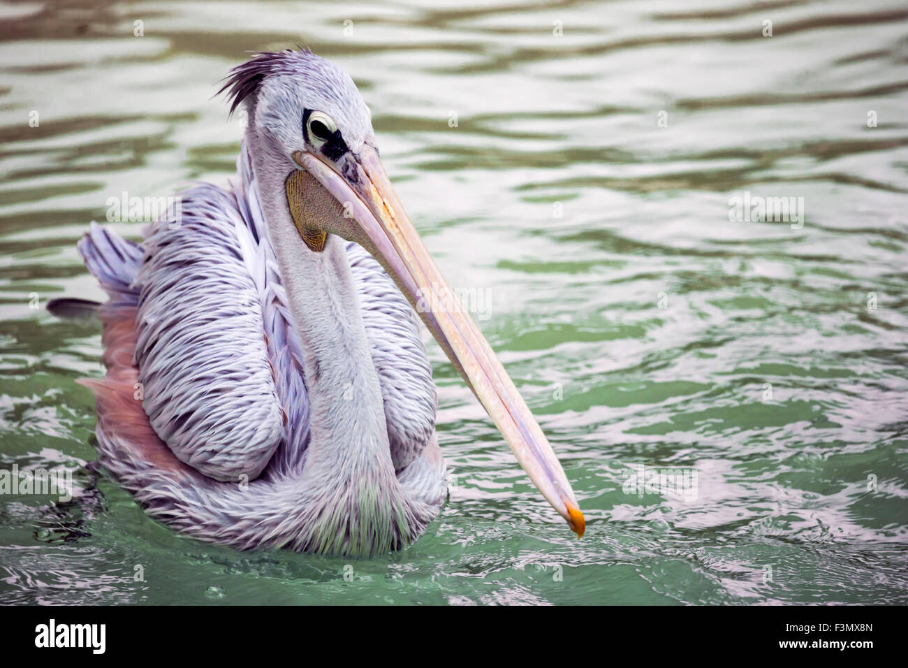 Un Pellicano Pink-Backed presso il locale zoo, nuoto. Foto Stock