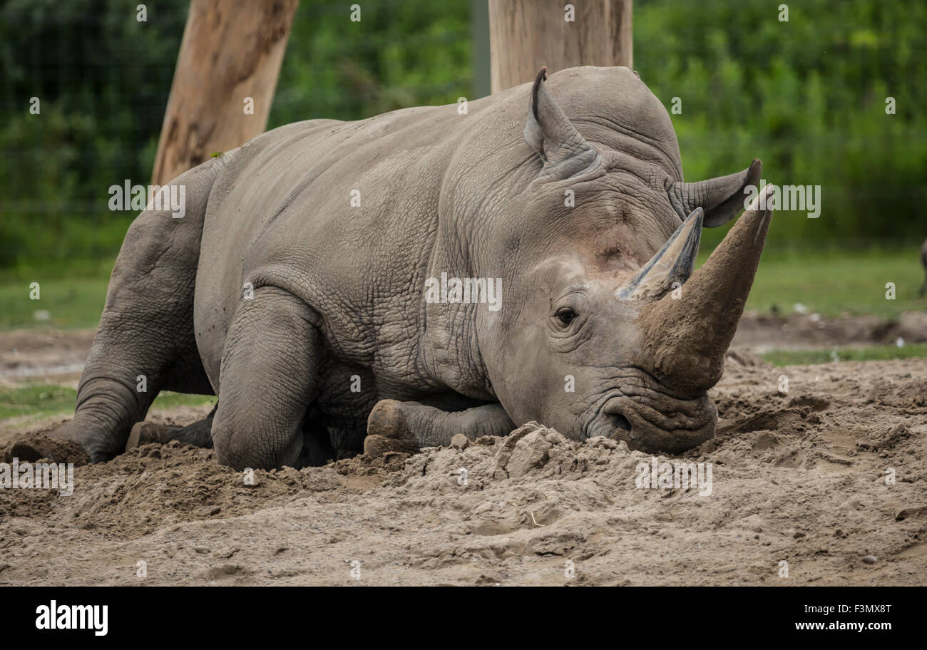 Un rinoceronte bianco presso il locale zoo, appoggiata nel fresco della sabbia. Foto Stock