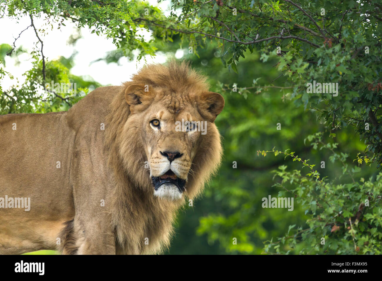 Maschio di Leone presso il locale zoo, fissando la telecamera. Foto Stock