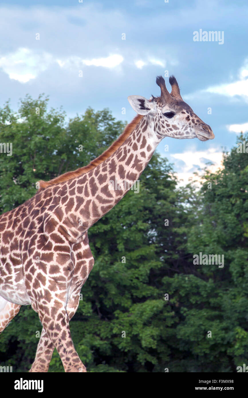 Una delle giraffe presso il locale zoo, passeggiate. Foto Stock