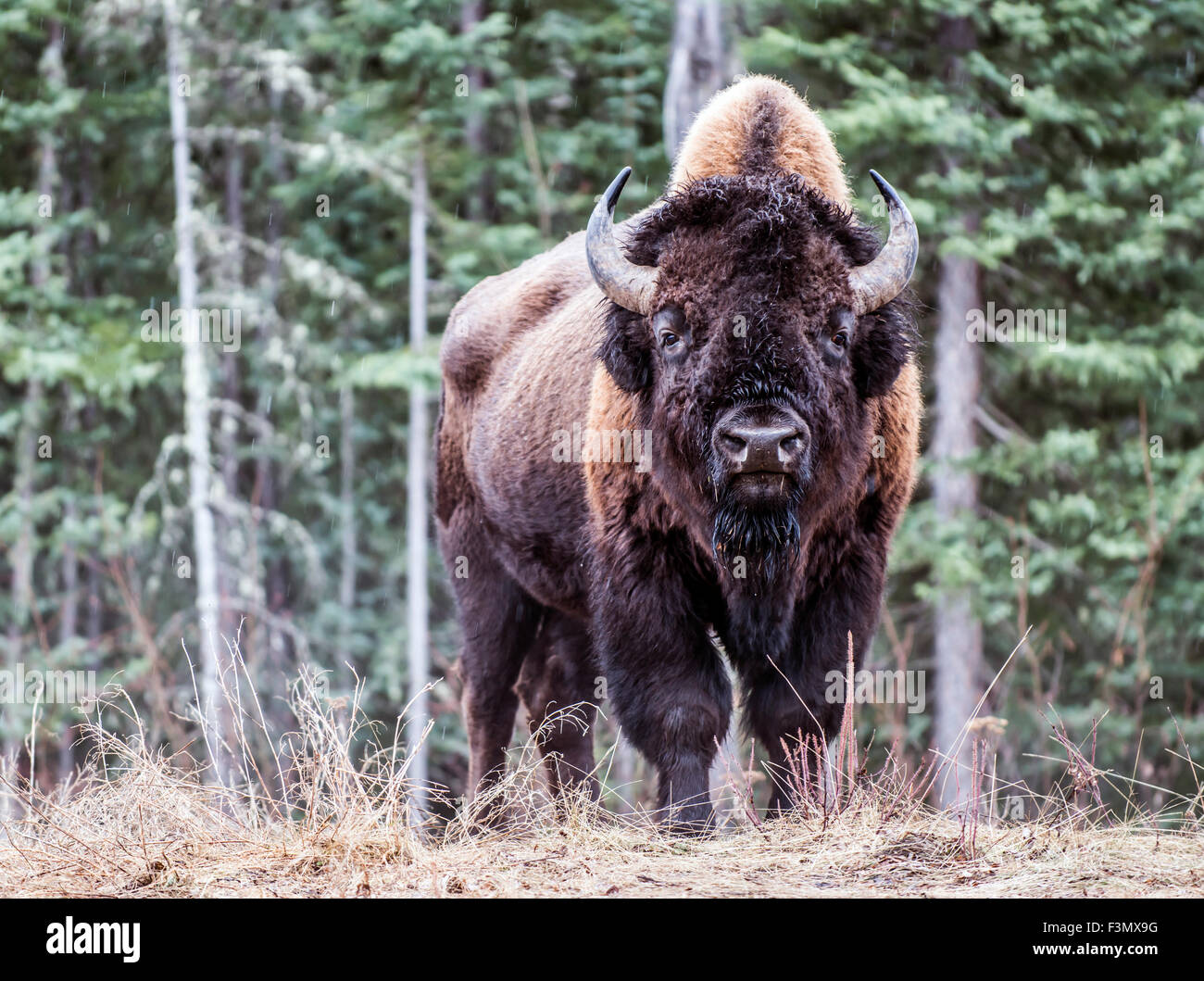 North American Bison. Foto Stock