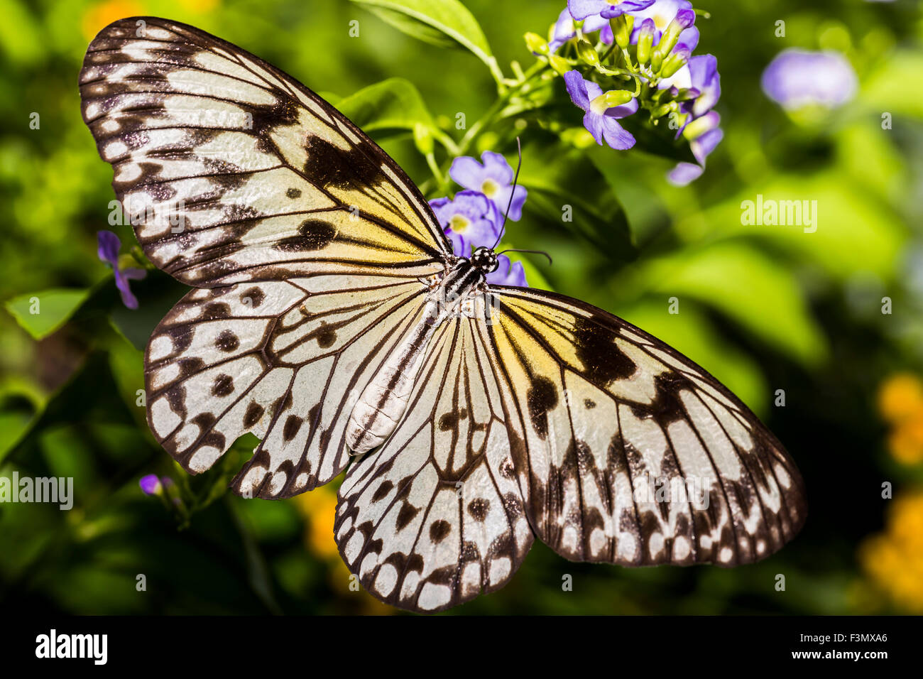 Un delicato la carta di riso farfalla con ali distese. Foto Stock