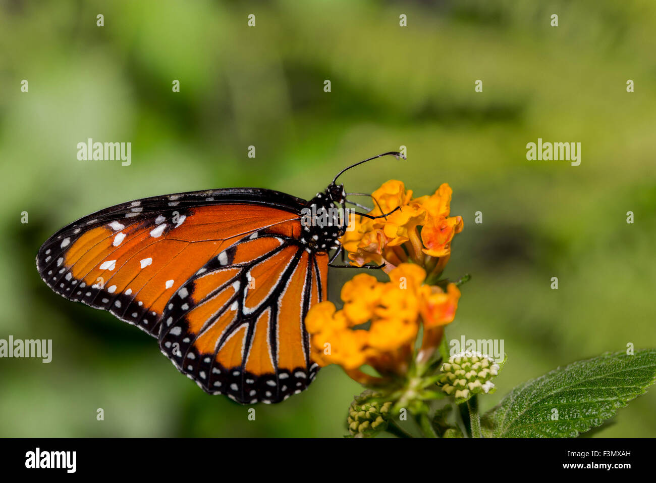 Un Queen arancione farfalla appoggiato su fiori d'arancio. Foto Stock
