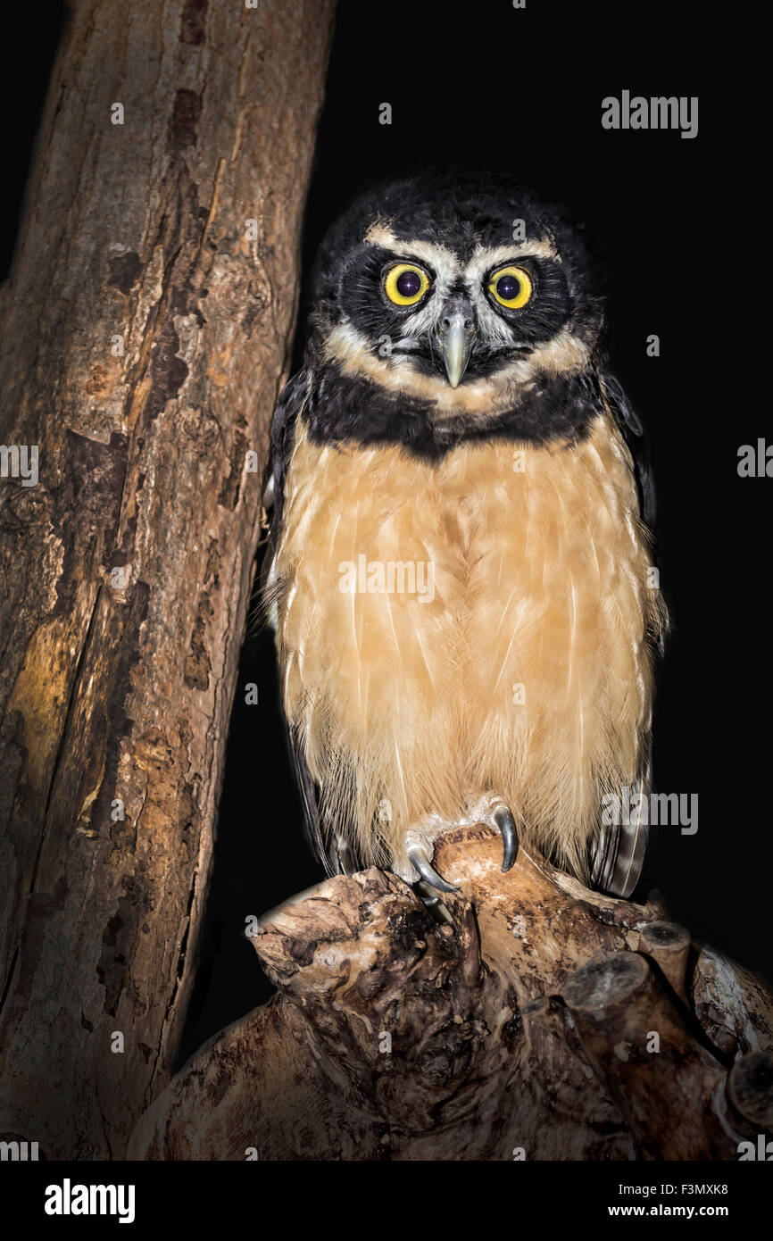 Una wide-eyed Specticled Owl presso il locale zoo. Foto Stock