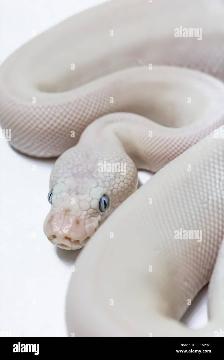 Royal Ball Python, Blue Eyed Leucistic mutazione, pet. Foto Stock