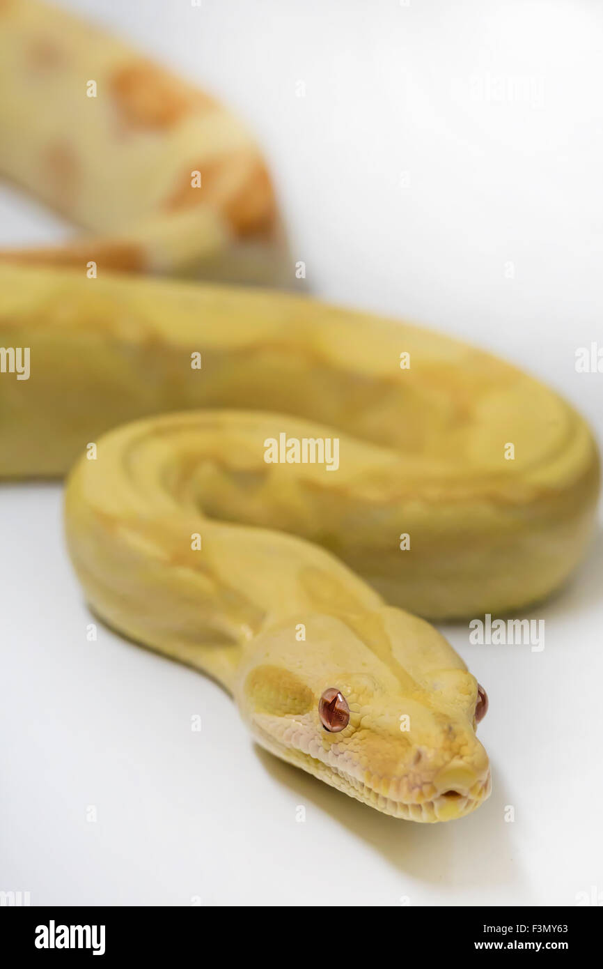 Albino Boa Constrictor, pet Foto stock - Alamy