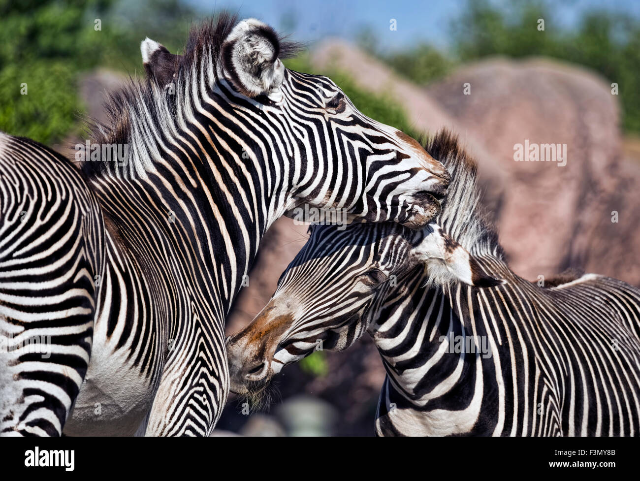 Zebre a giocare presso il locale zoo. Foto Stock