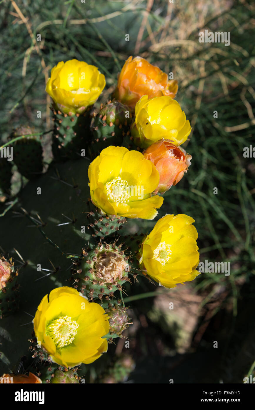L' Opuntia ficus-indica fiore, Israele Foto Stock