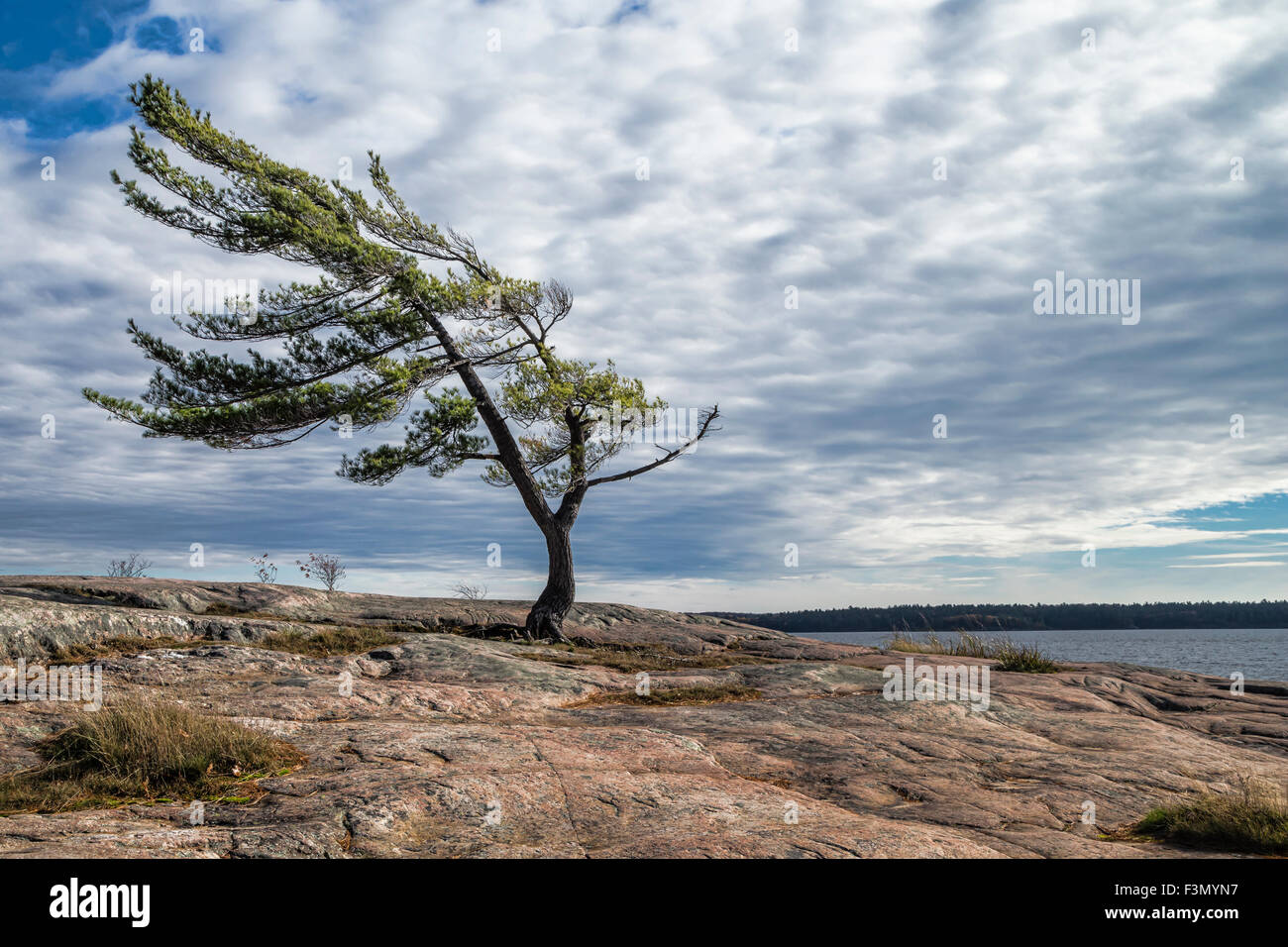 Vento spazzata di albero su Georgian Bay, un gruppo di sette di ispirazione. Foto Stock