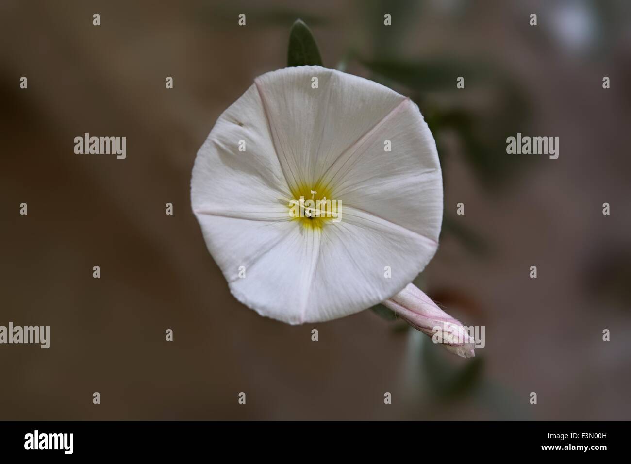 Convolvulus cneorum Convolvulaceae Silverbush gloria di mattina centinodia Foto Stock