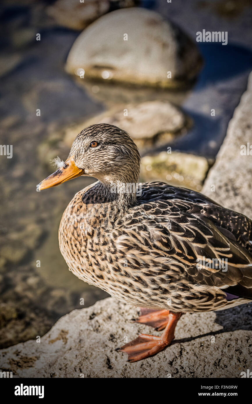 Femmina Mallard duck presso il locale stagno. Foto Stock