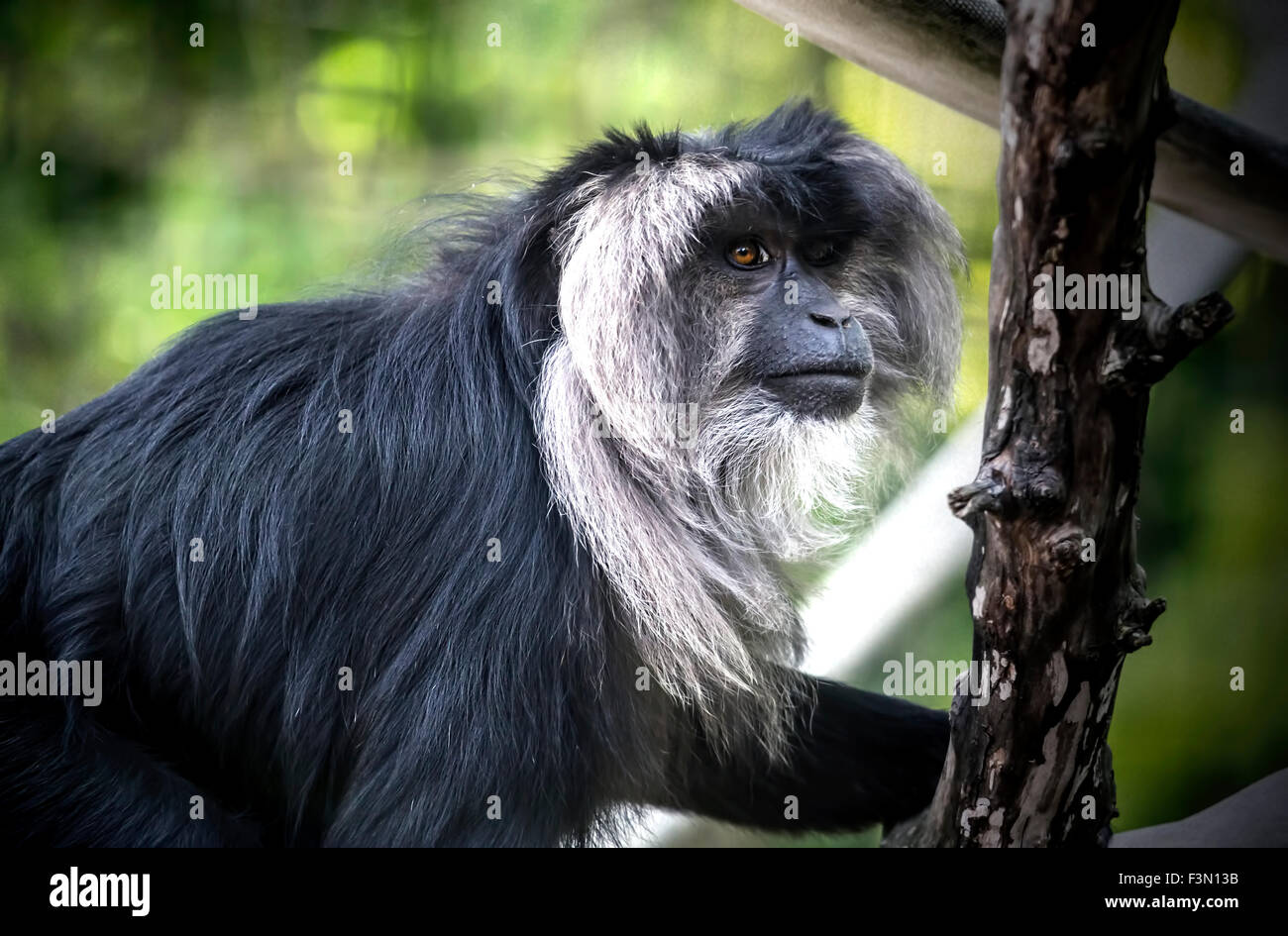 Un macaco verde presso la locale zoo. Foto Stock