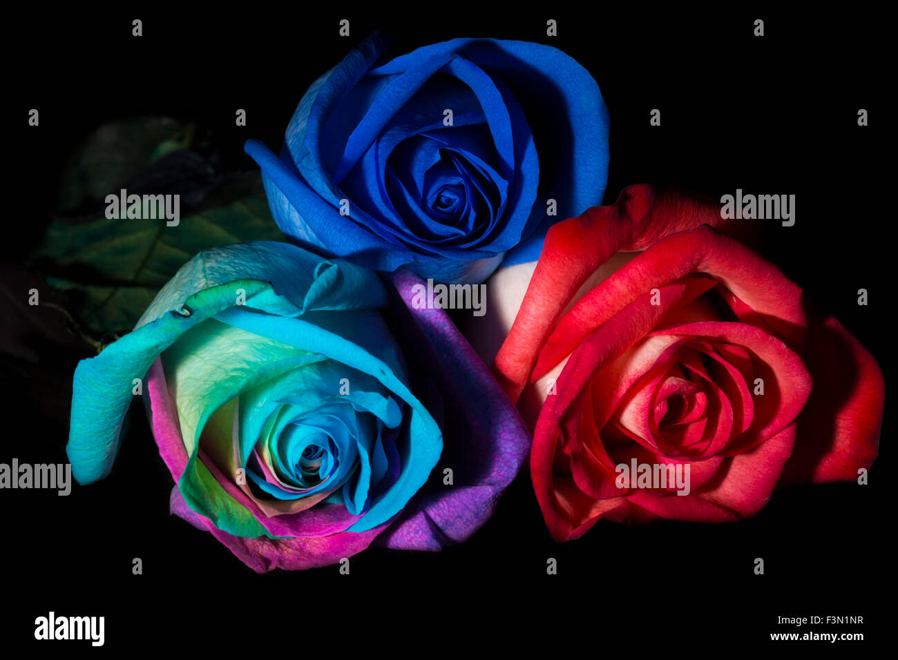 Un trio di splendidamente colorate di rose. Foto Stock