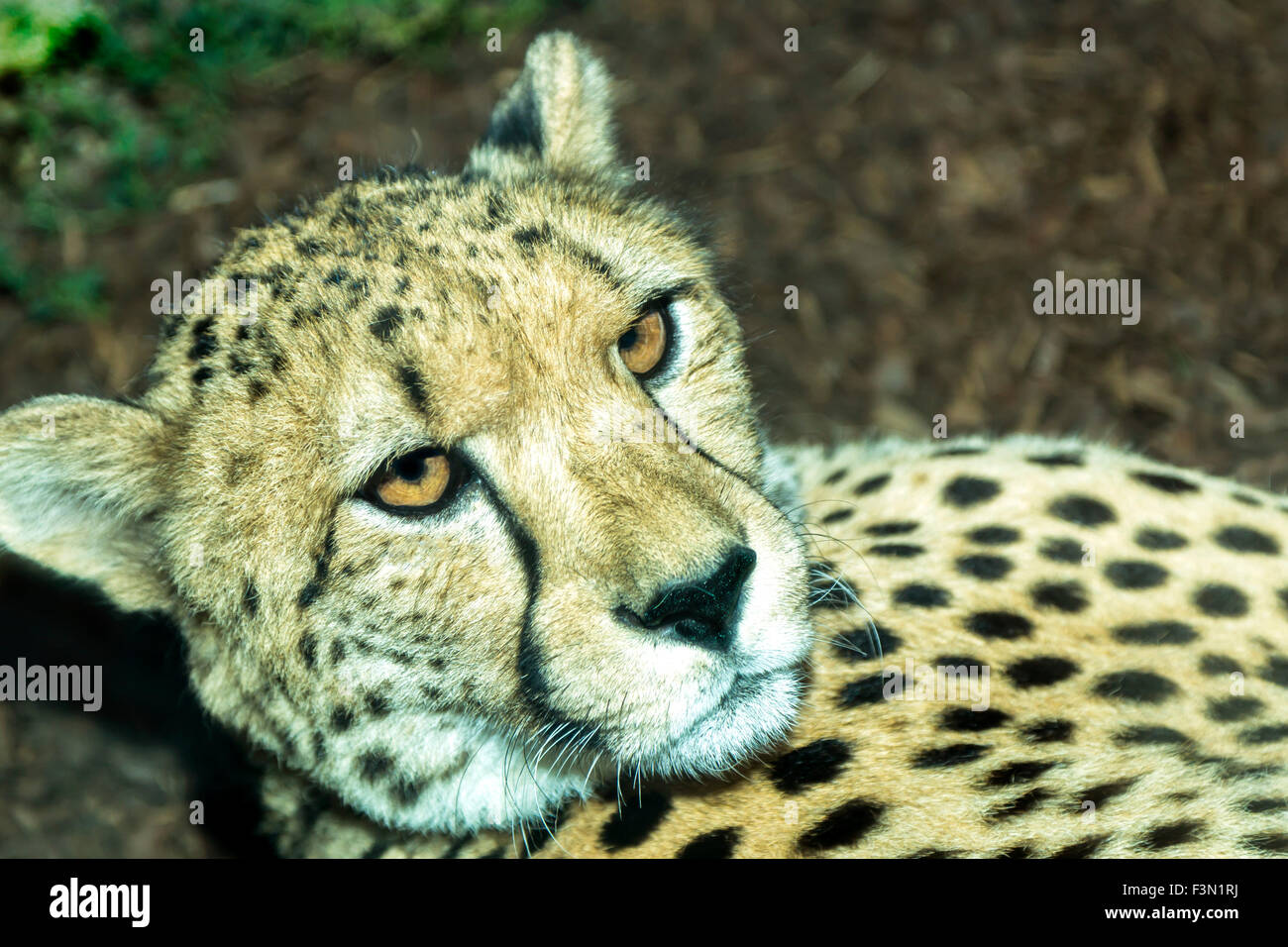 Close up di un ghepardo presso il locale lo zoo di riposo. Foto Stock