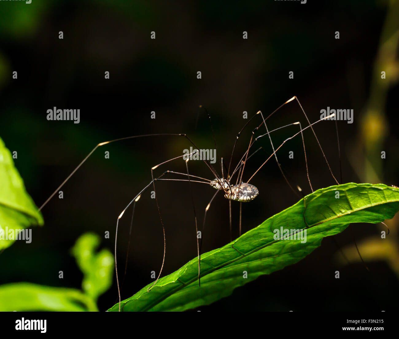 Gambe lunghe spider Foto Stock