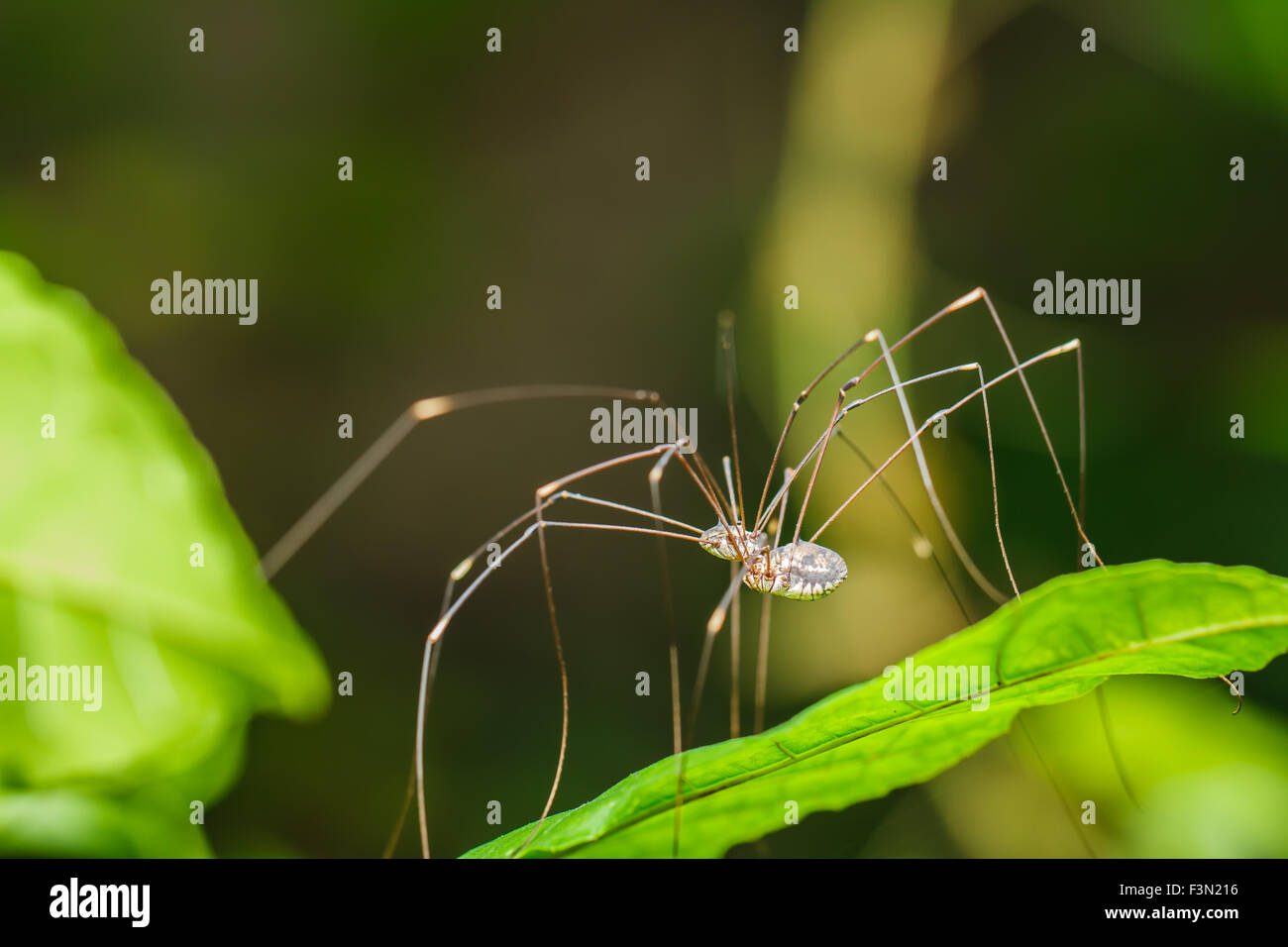 Gambe lunghe spider Foto Stock