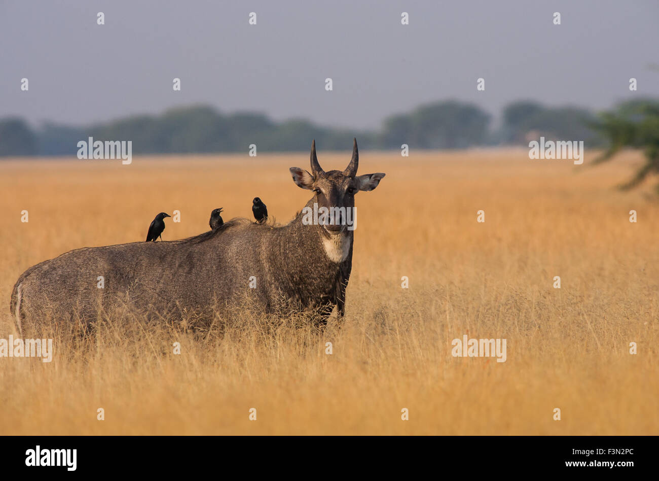 Nilgai (blu bull) al nero Velavadar buck parco nazionale, Gujarat Foto Stock