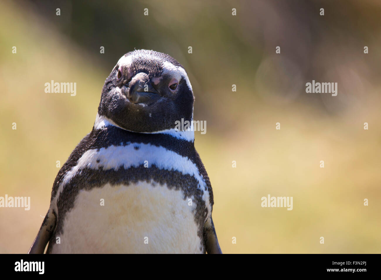 Magellanic Penguin sorridente. Falkland Isands Foto Stock