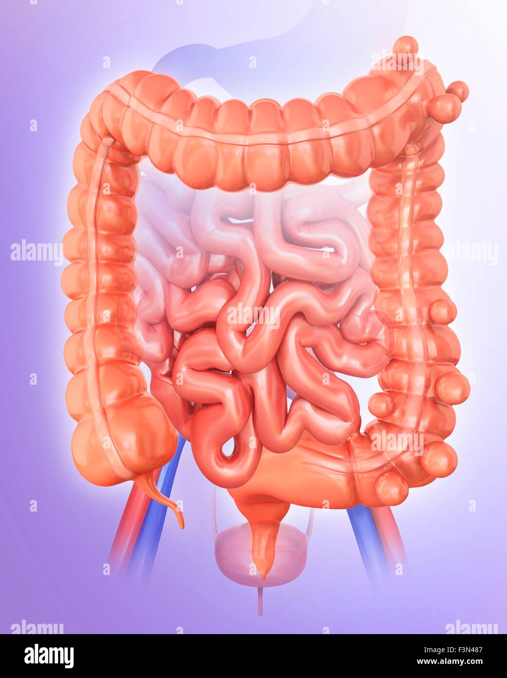 Diverticolosi, illustrazione Foto Stock