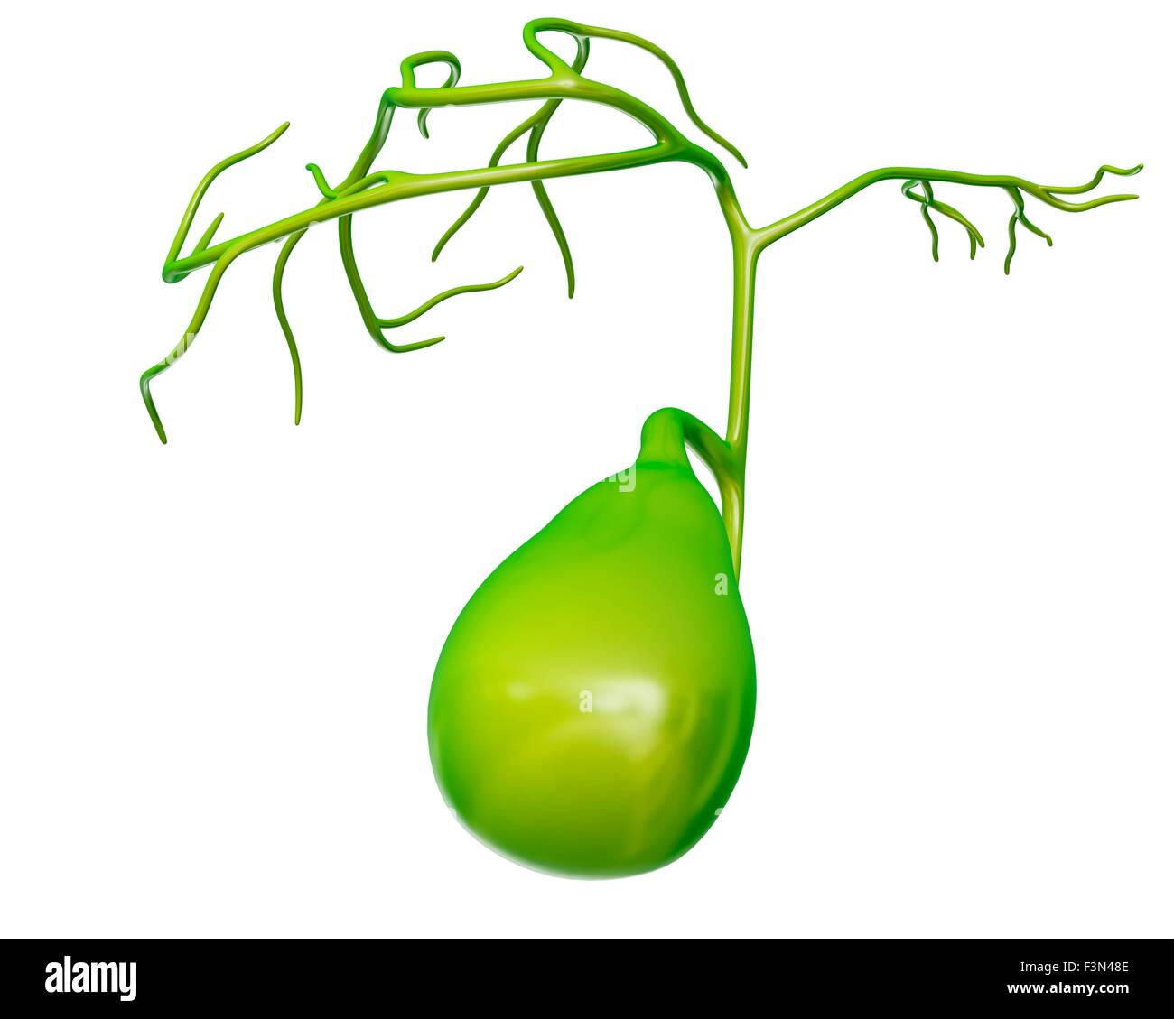 Human cistifellea, illustrazione Foto Stock