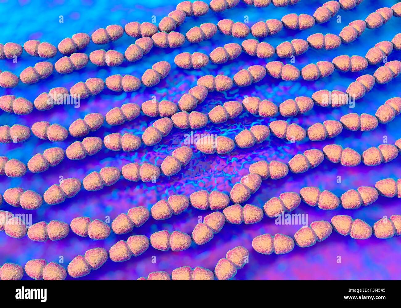 Enterococcus faecalis batterio Foto stock - Alamy