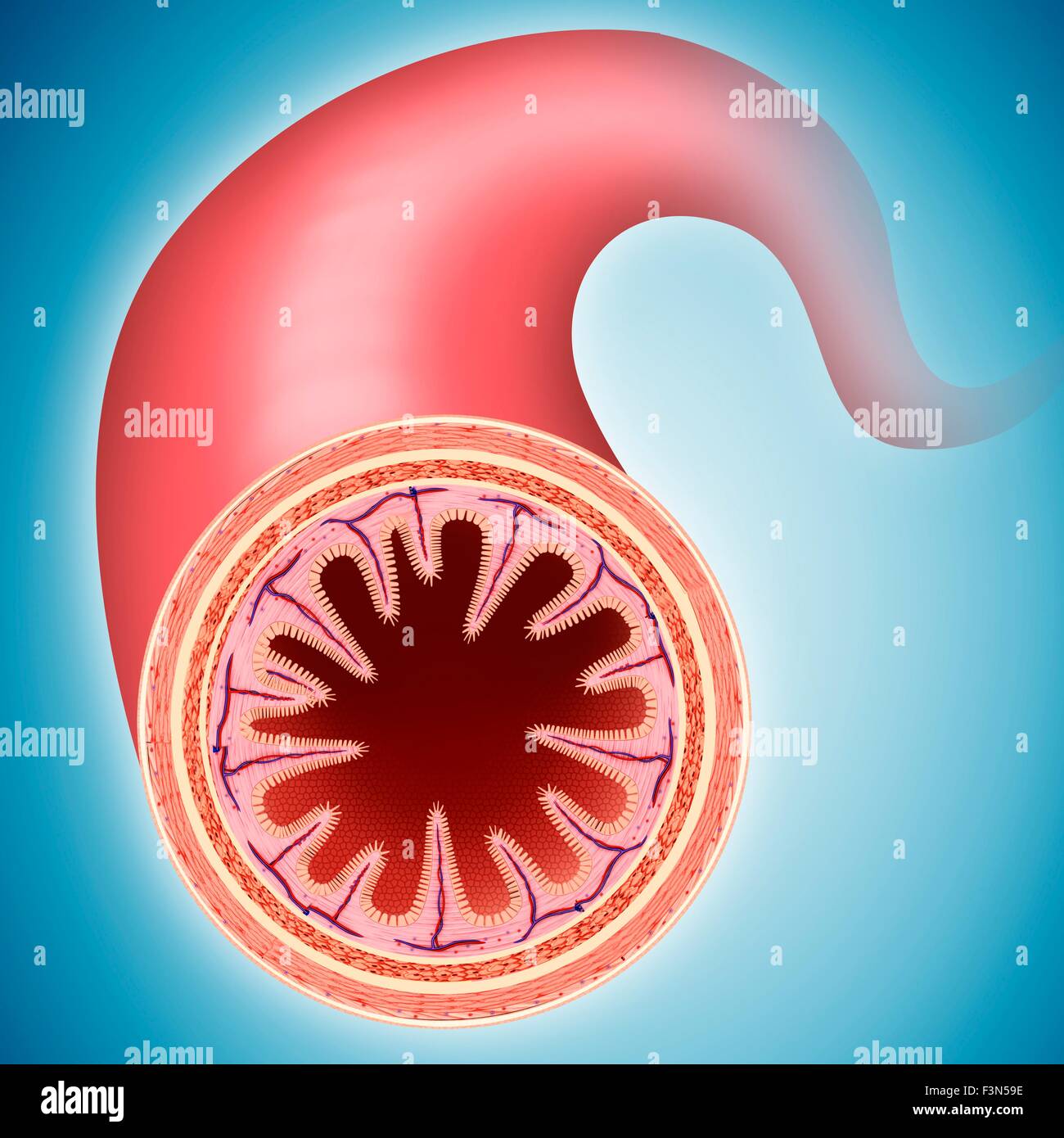 Piccola parete intestinale, illustrazione Foto Stock