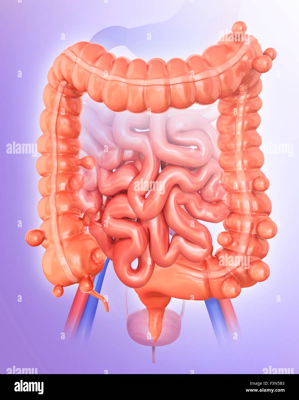 Diverticolosi, illustrazione Foto Stock