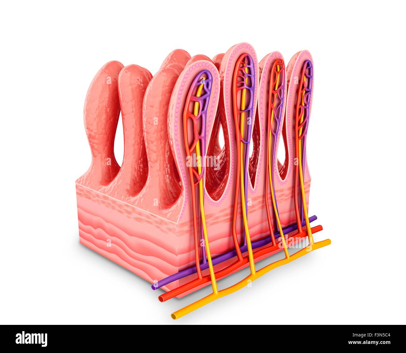 Piccola parete intestinale, illustrazione Foto Stock