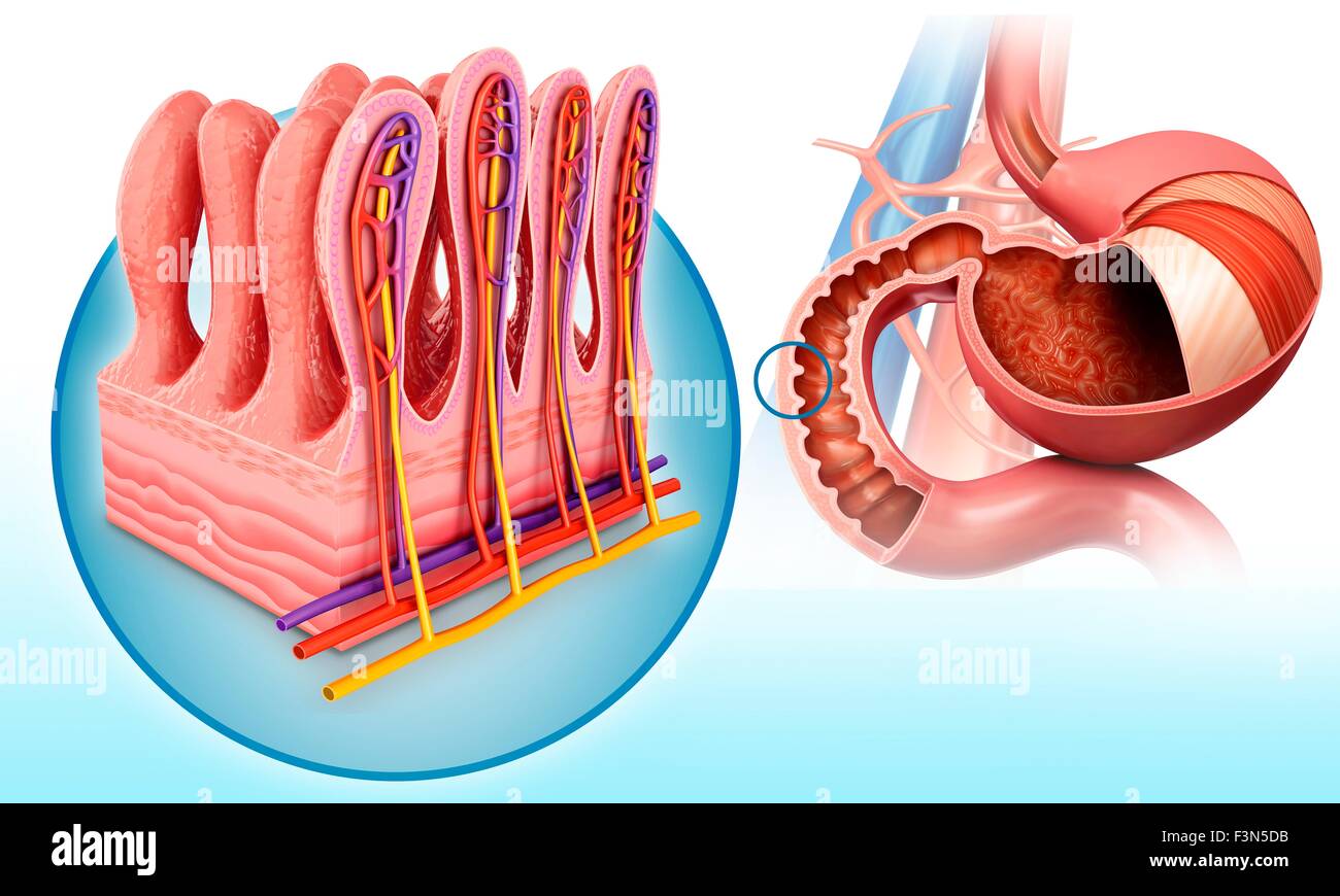 Piccola parete intestinale e strati di stomaco Foto Stock