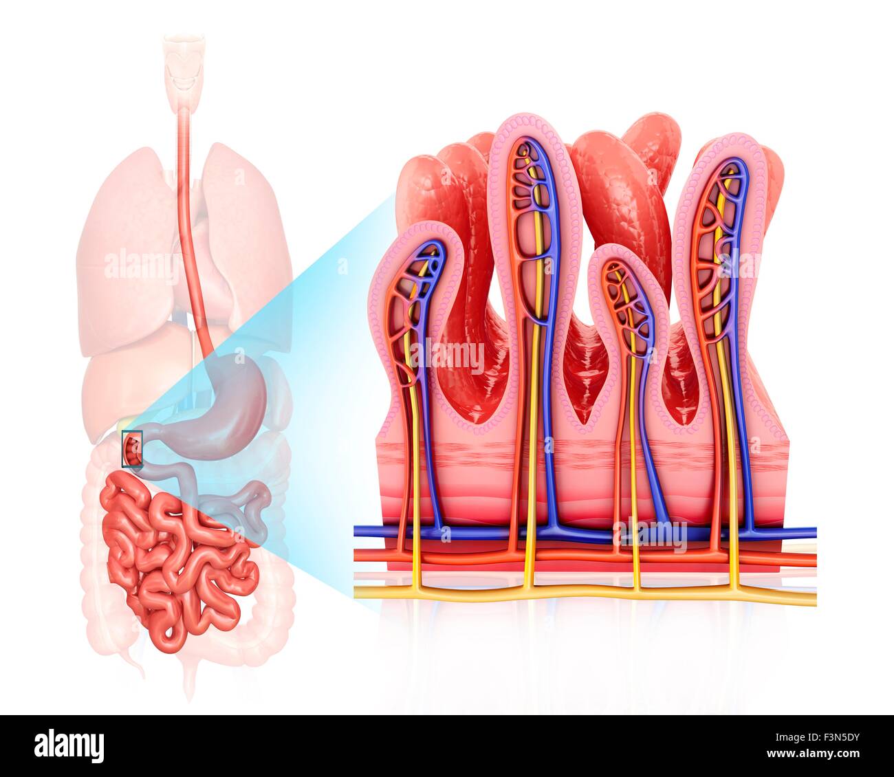 Piccola parete intestinale, illustrazione Foto Stock