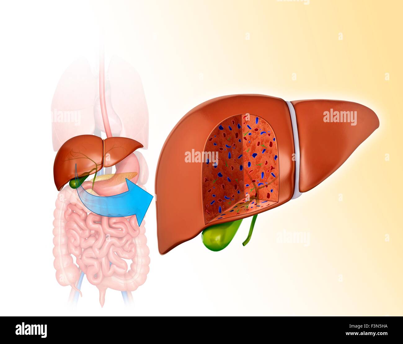 Sezione trasversale del fegato, illustrazione Foto Stock