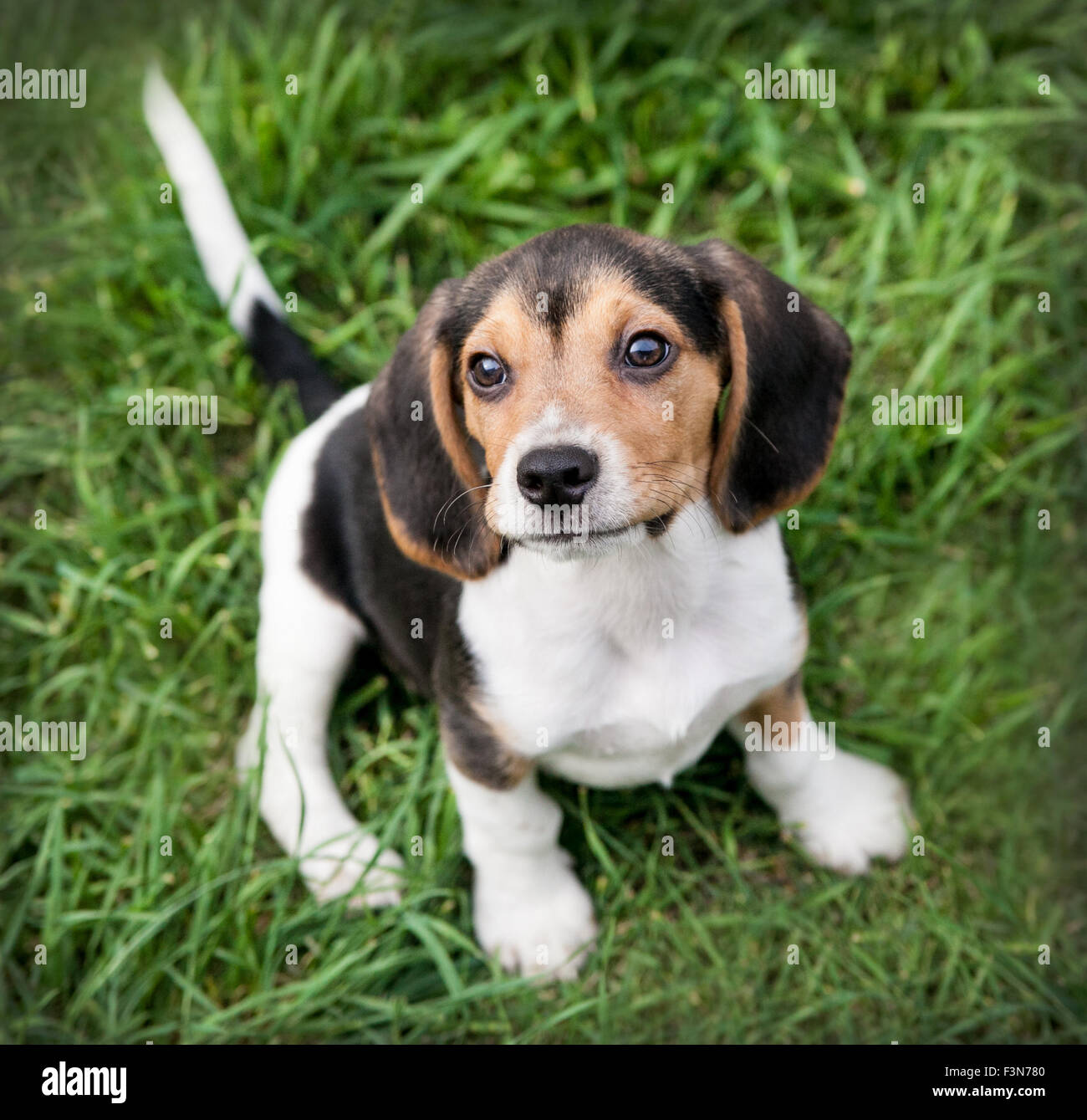 Baby beagle cucciolo di cane si siede su erba cercando fino alla fotocamera Foto Stock