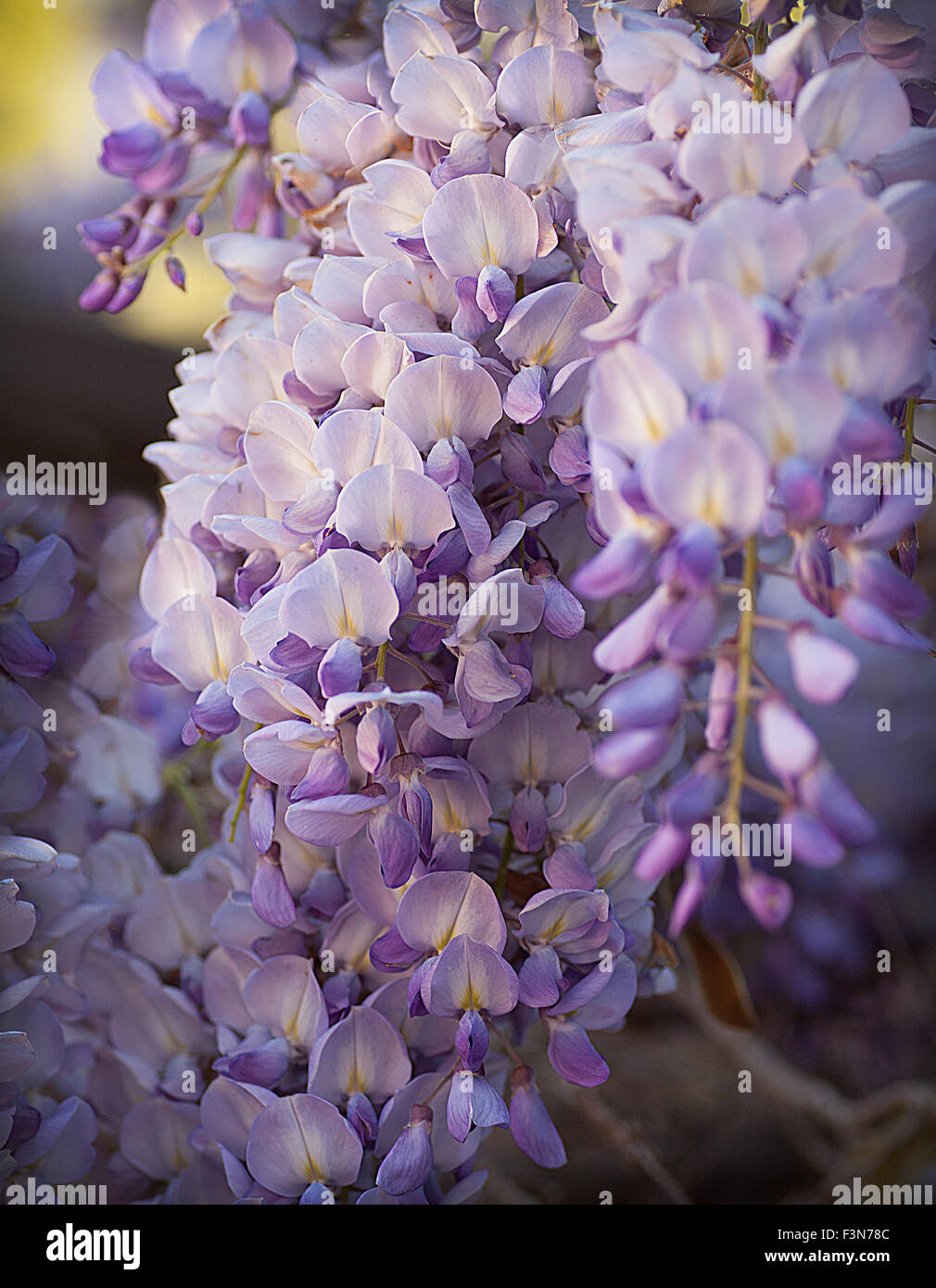 Steli di fioritura Wisteria vine fiori in viola e lavanda penzoloni contro uno sfondo sfocato Foto Stock