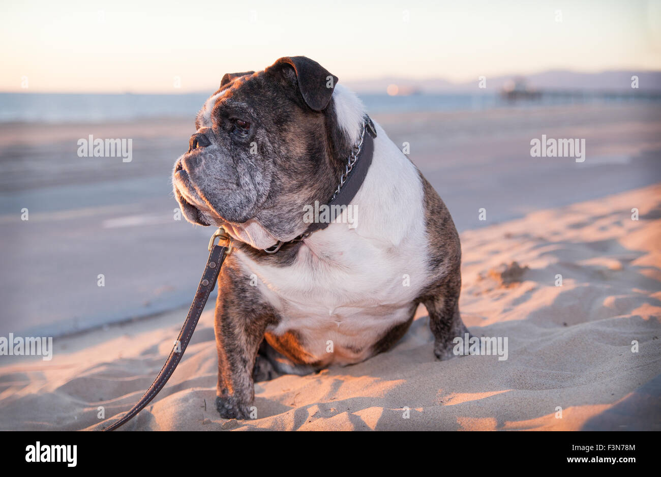Senior profilo bulldog al guinzaglio in spiaggia al tramonto Foto Stock