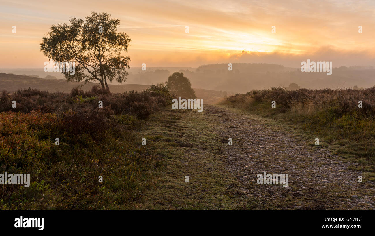 Cannock Chase, Staffordshire, Regno Unito. 10 ottobre, 2015. Sabato 10 Ottobre 2015 è una nebbia fredda per cominciare la giornata in Cannock Chase con temperature inferiori rispetto alla media per questo periodo dell'anno in Staffordshire uk Credit: David Holbrook/Alamy Live News Foto Stock