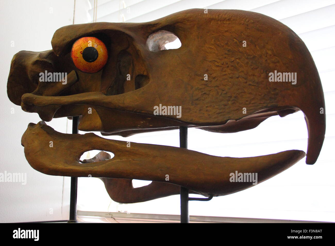 Un modello di giganticskull di un "terrore bird" visualizzato all'interno di Alfred Denny Museum, Università di Sheffield, England, Regno Unito Foto Stock
