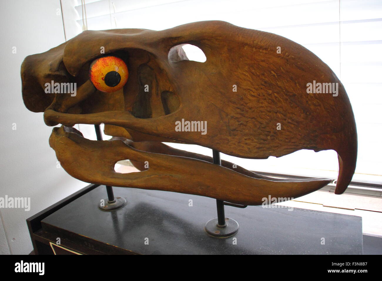 Un modello di giganticskull di un "terrore bird" visualizzato all'interno di Alfred Denny Museum, Università di Sheffield, England, Regno Unito Foto Stock