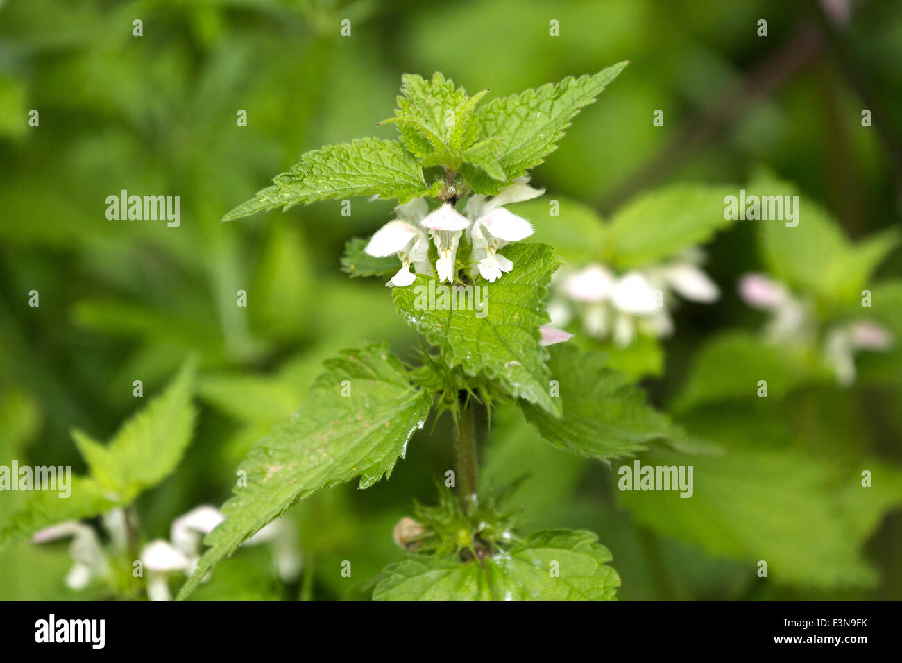 Lamium album in fiore England Regno Unito Foto Stock