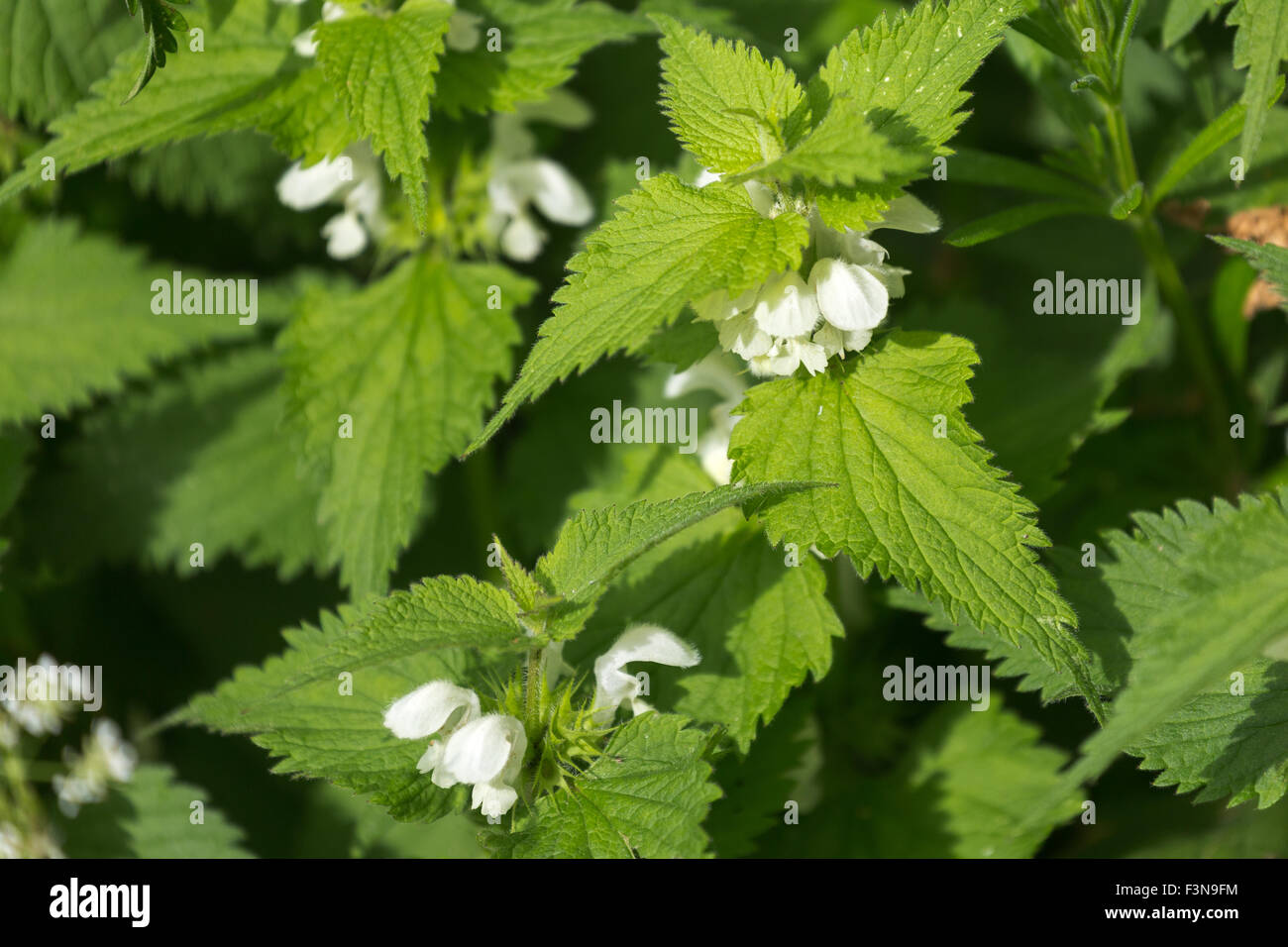 Lamium album in fiore England Regno Unito Foto Stock