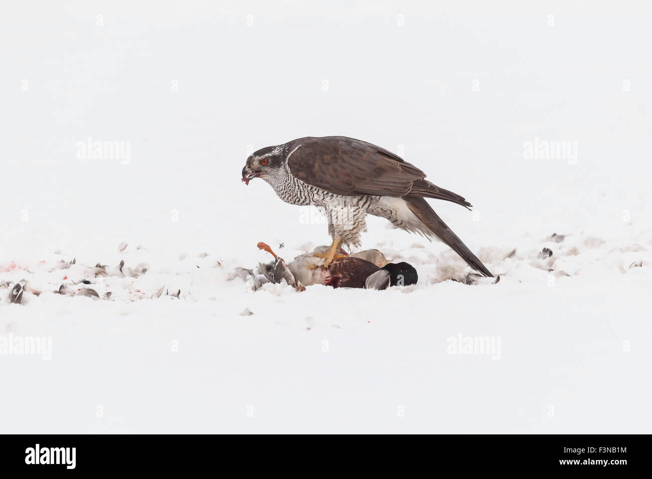 Astore (Accipiter gentilis) mangiare sulla sua preda su un lago ghiacciato, Svezia. Foto Stock