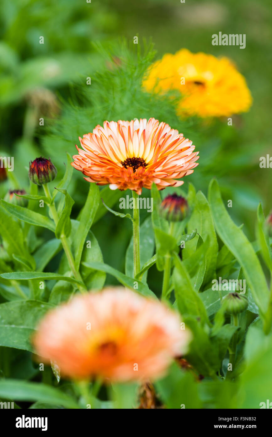 Calendula (calendula officinalis) Fiori Foto Stock