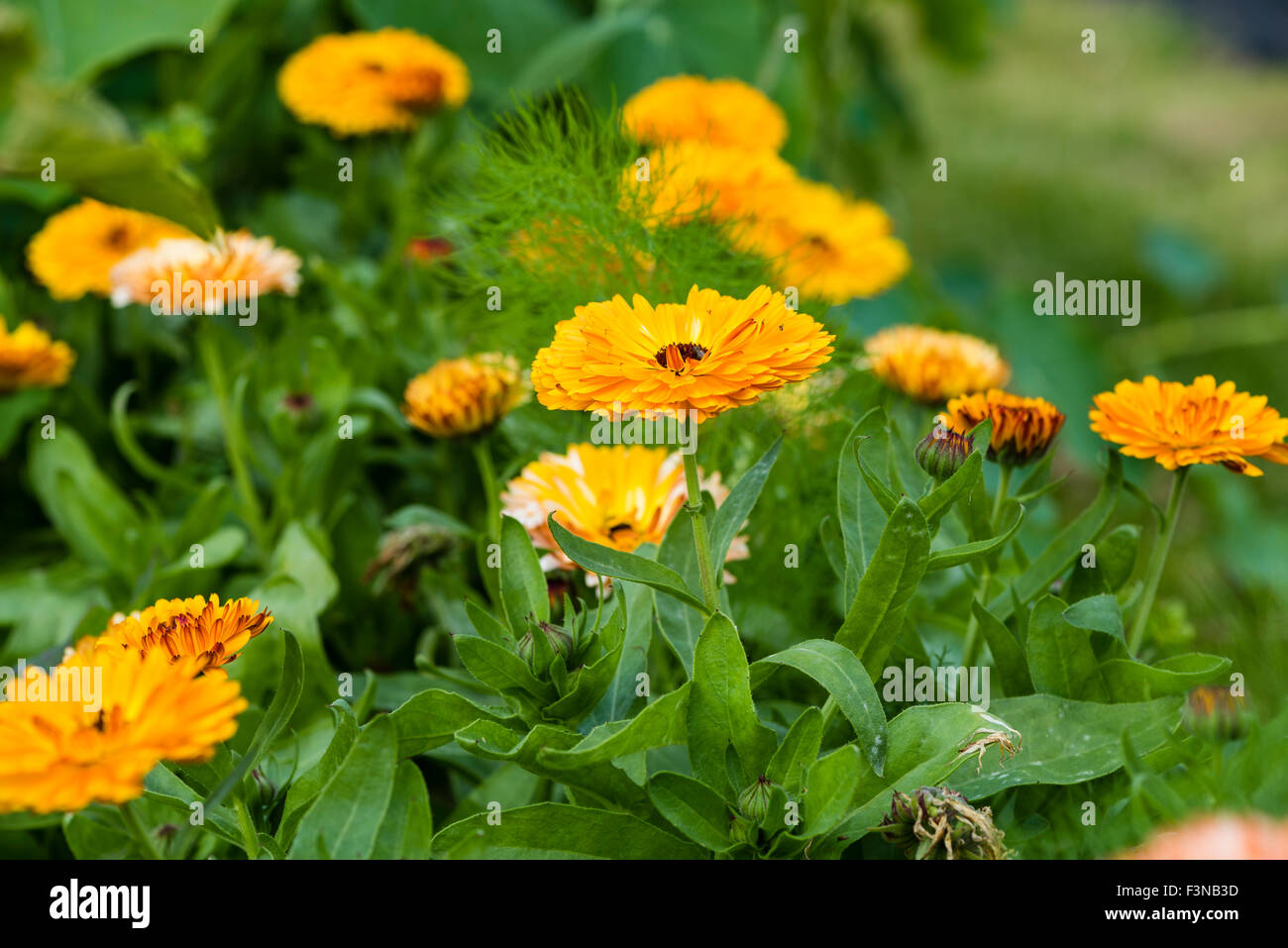 Calendula (calendula officinalis) Fiori Foto Stock