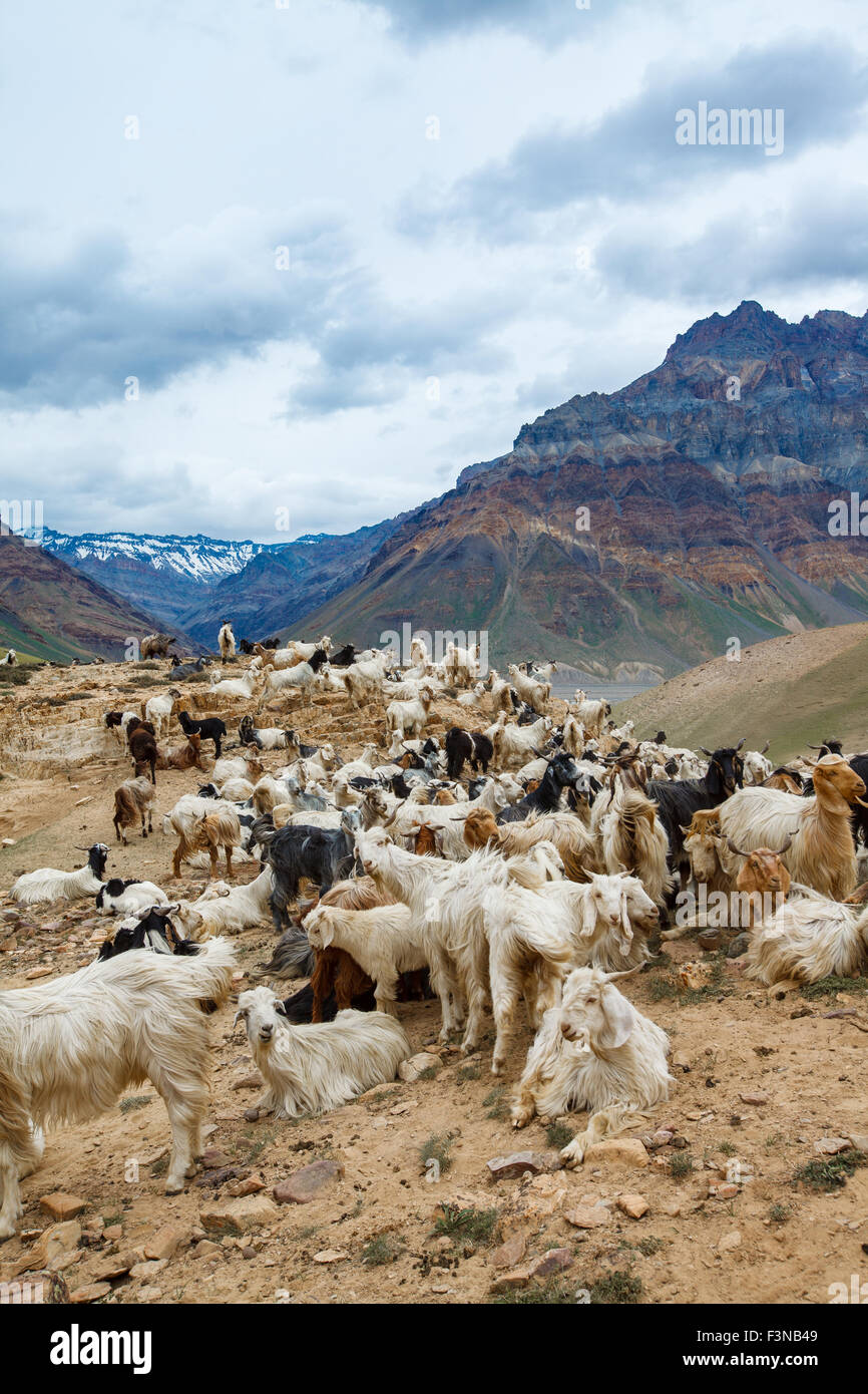 Capre di montagna, Spiti Valley, Himachal Pradesh, India Foto Stock