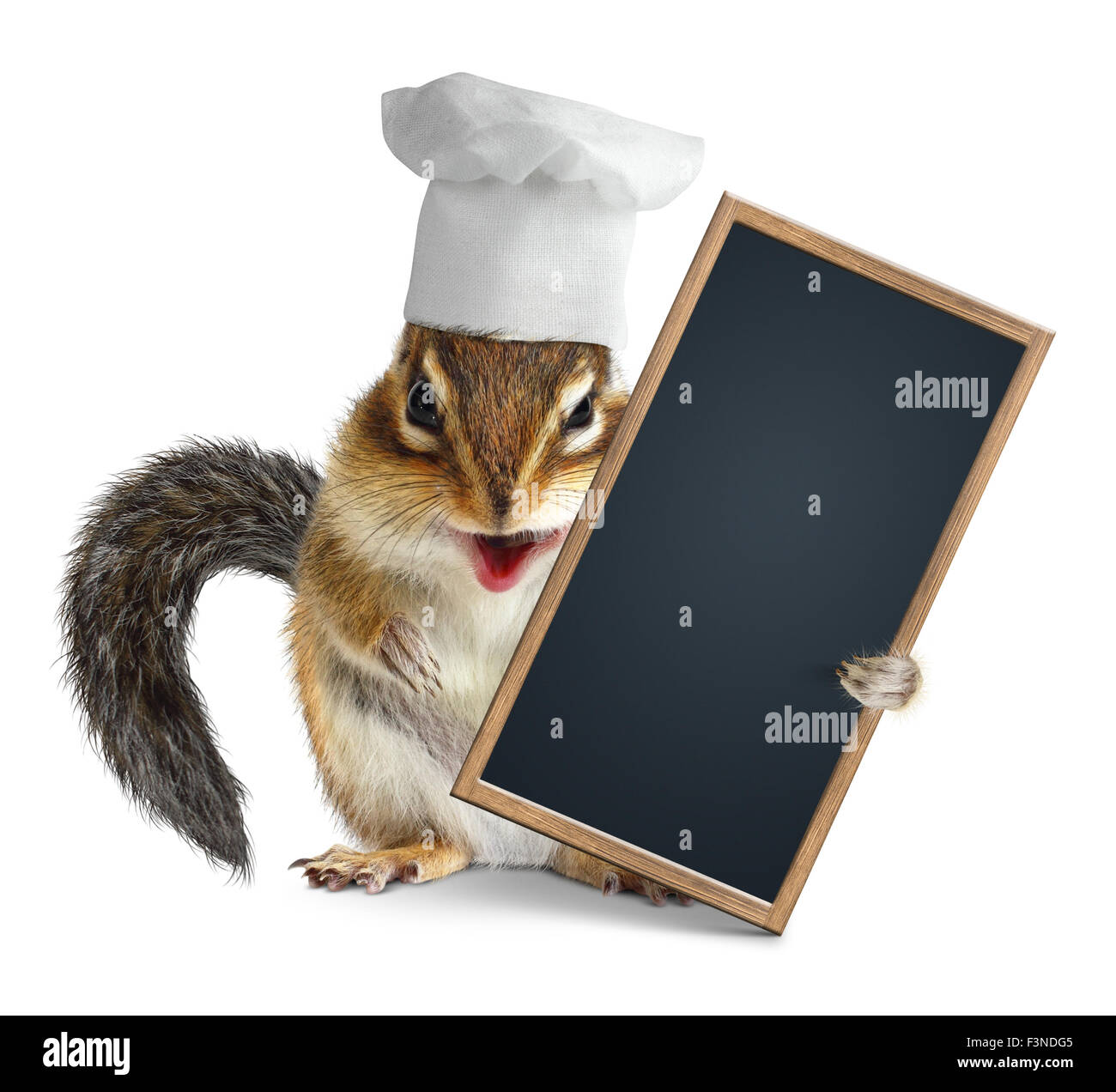 Funny Scoiattolo striado con chef di cucina hat tenere premuto menu di Blackboard Foto Stock