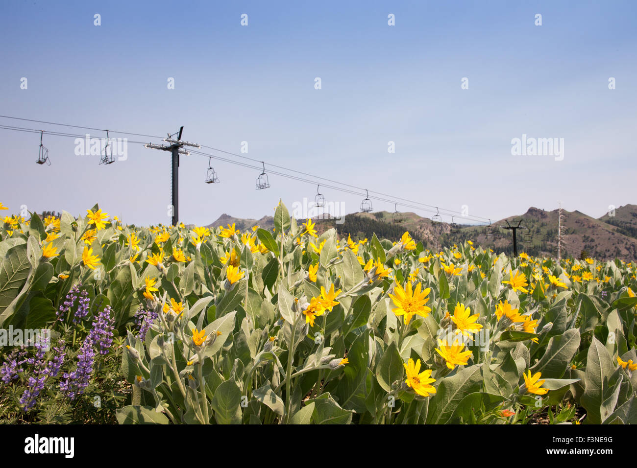 Squaw Valley ski hill durante l'estate. Messa a fuoco selettiva su giallo mulo orecchio e fiori viola di lupino in primo piano. Copia dello spazio. Foto Stock