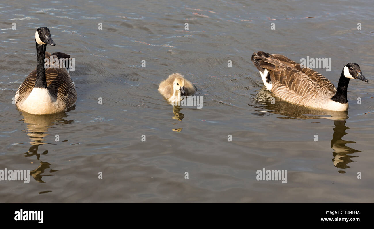 Oche del Canada con giovani gosling prole. Norfolk Broads England Regno Unito Foto Stock