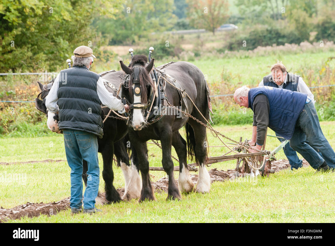 Lisburn, Irlanda del Nord. 10 ott 2015 - Un concorrente utilizza una coppia di clydesdale cavalli per arare un campo in Irlanda del Nord di aratura campionati di associazione Foto Stock