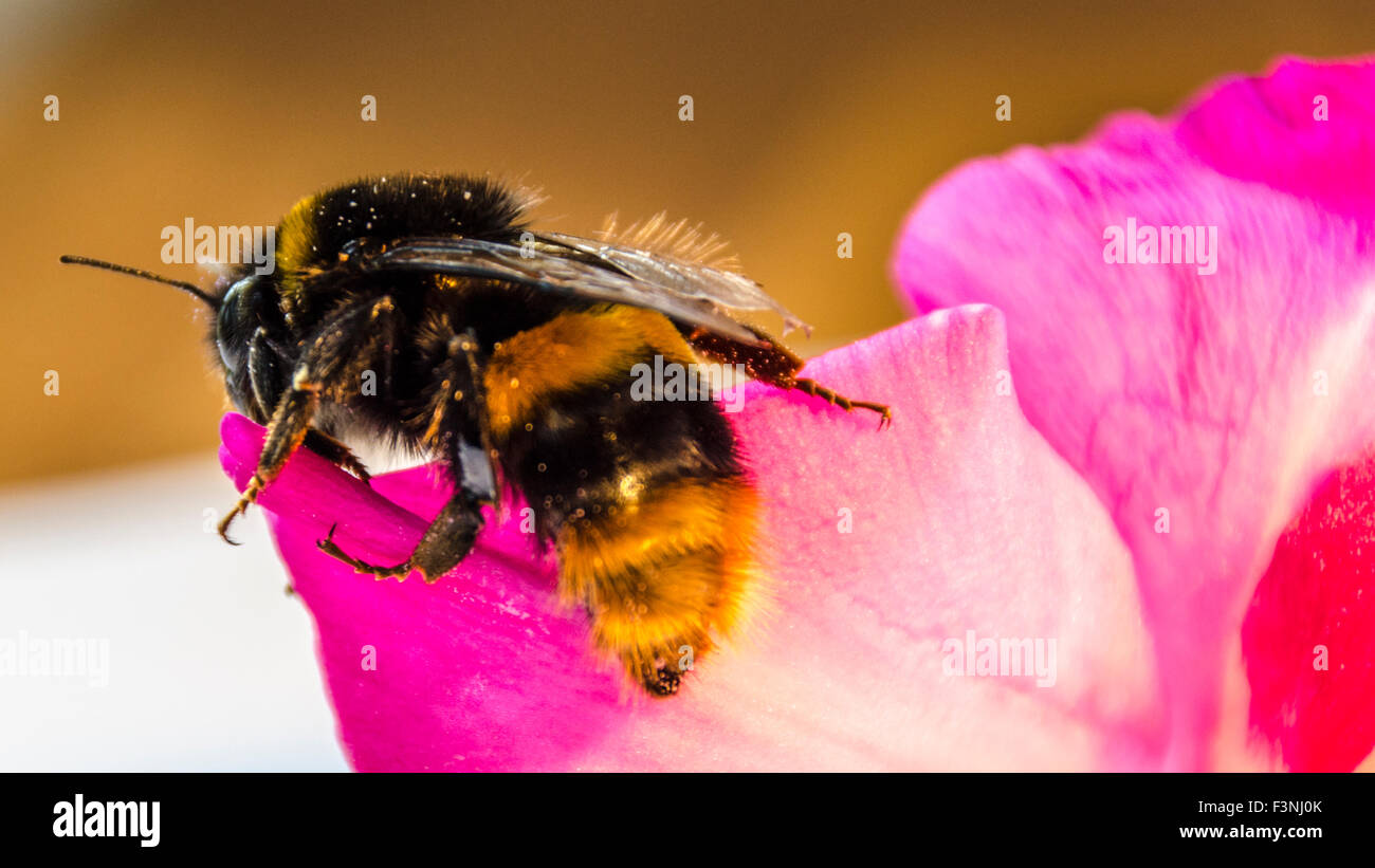 Macro close up di ape su rosa fiori di petunia Foto Stock