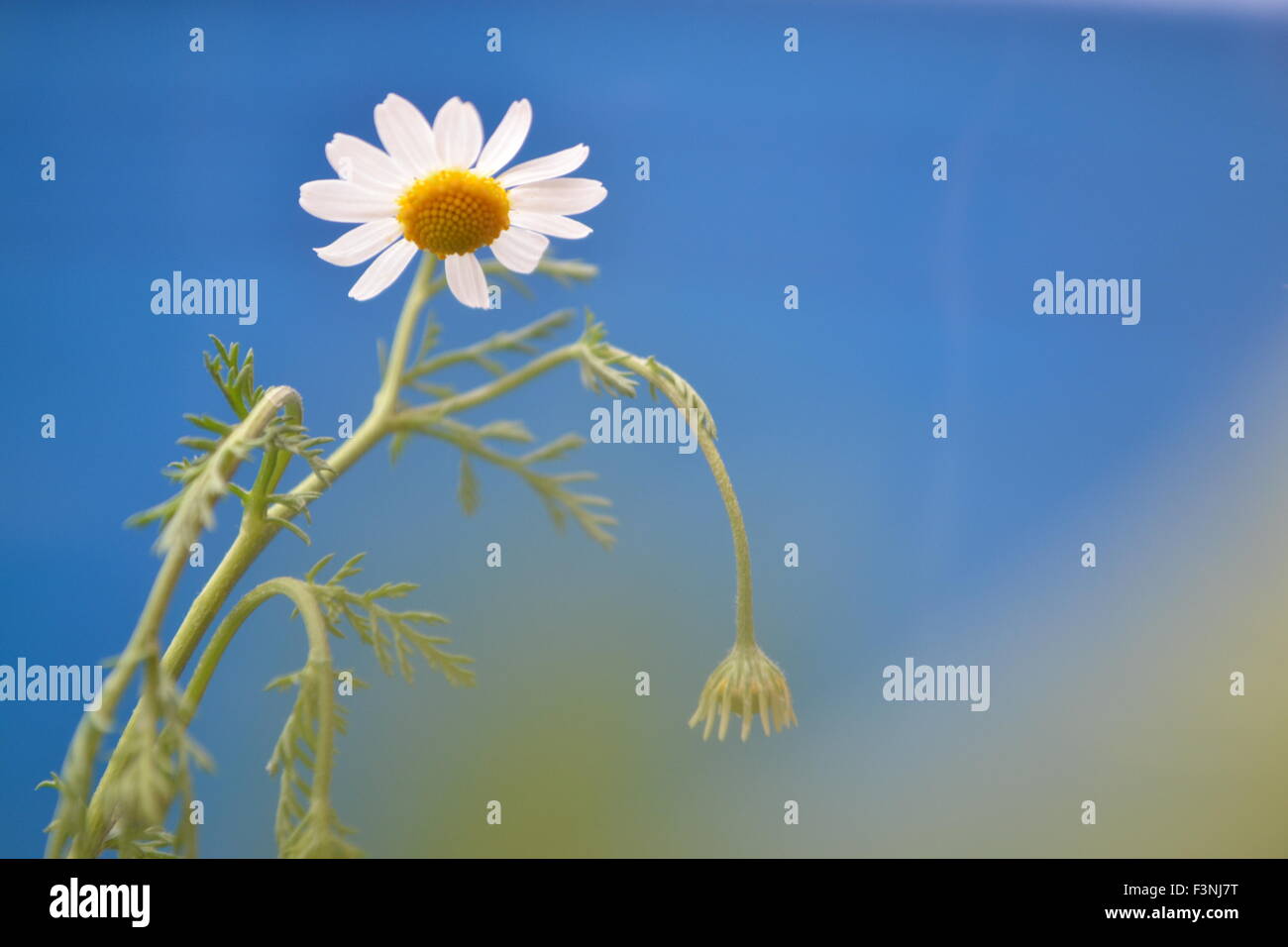 Daisy,Daisy bianca,Daisy lo spirito,lo spirito del fiore,buoni sentimenti,il mondo dei fiori,camomilla mondo,Gerber margherite Foto Stock